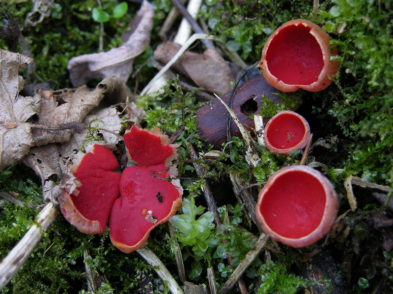 Ritrovamenti del 10 marzo.